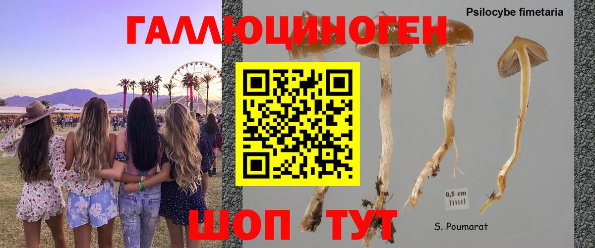 Ессентуки  Псилоцибиновые грибы GOLDEN TEACHER  Галлюциногенные грибы Cubensis  Вход с VPN 